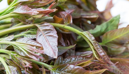 南方的3月份有什么正當時的蔬菜